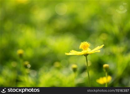 Closeup blooming yellow buttercup with floral light bokeh background in springtime. Beauty in nature with copy space for text. Macro shot.