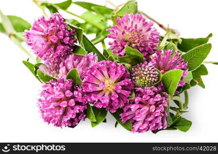 Closeup bouquet of clover flowers with green leaves isolated on white background