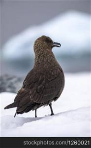 Closeup brown seagull sits in snow and lurks for prey in Antarctica