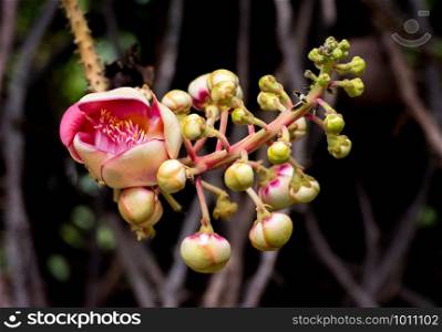 Closeup Cannon Ball (Couroupita guianensis) flowers in garden