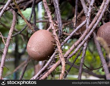 Closeup Cannon Ball (Couroupita guianensis) fruit in garden