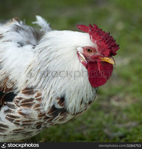 Closeup, chicken with comb and wattle