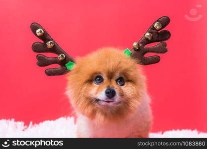 Closeup Chihuahua dog funny portrait in reindeer, christmas deer costume on red background