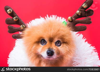 Closeup Chihuahua dog funny portrait in reindeer, christmas deer costume on red background
