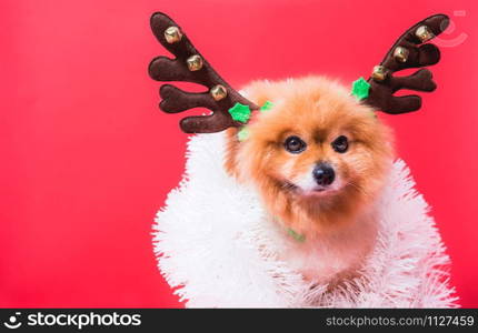 Closeup Chihuahua dog funny portrait in reindeer, christmas deer costume on red background