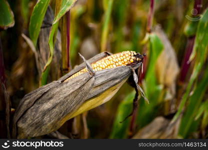 Closeup corn on the dry stalk in the corn field. Background. Closeup corn on the dry stalk in the corn field.