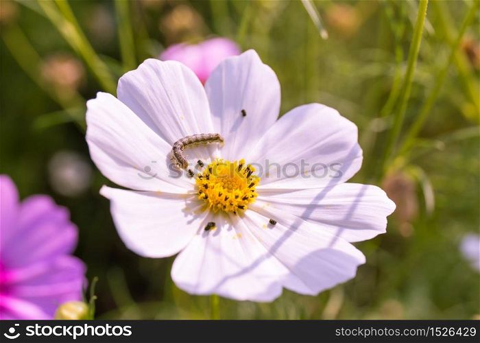 Closeup Cosmos flowers and Caterpillar worm in garden