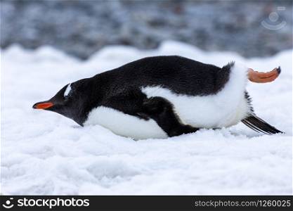 Closeup cute gentoo penguin is resting, stretching out its orange leg