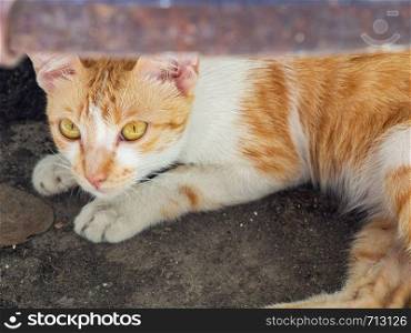 Closeup cute kitten lying on ground under water tank.