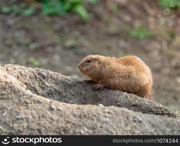 Closeup cute Prairie dog laying down on a burrow entrance.