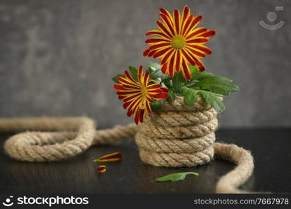 Closeup Daisy Chrysanthemum in Rope Pot