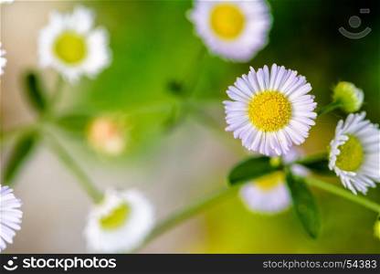 Closeup Daisy flower. Closeup beautiful small flower with yellow pollen and white petal of Bellis Perennis, Common Daisy, Lawn Daisy, Woundwort, Bruisewort or English Daisy