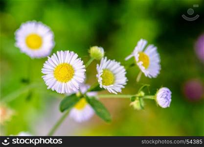 Closeup Daisy flower. Closeup beautiful small flower with yellow pollen and white petal of Bellis Perennis, Common Daisy, Lawn Daisy, Woundwort, Bruisewort or English Daisy
