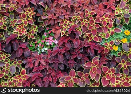 Closeup design of ground covering plants and ornamental flowers