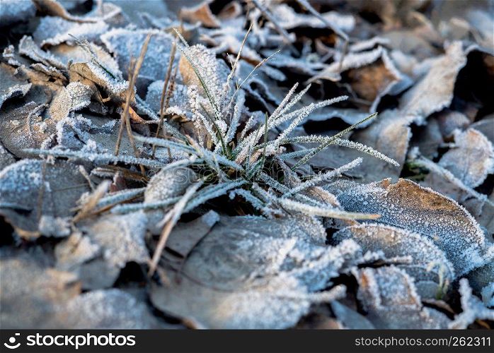 Closeup detail of frost and crisp dried leaves and grass on the ground covered with cold frosted hoar frost in natural winter morning light - Concept of nordic freezing low temperature wintertime with frozen rime.. Closeup detail of frost and crisp dried leaves and grass on the ground covered with cold frosted hoar frost in natural winter morning light - Concept of nordic freezing low temperature wintertime with frozen rime