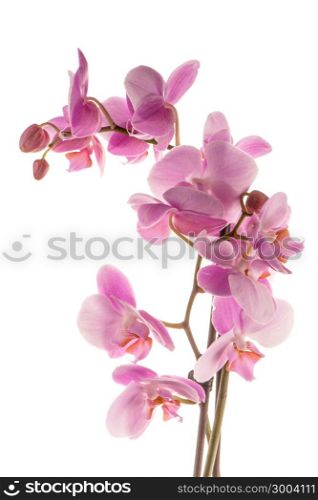 Closeup detail of pink orchid isolated on white background.