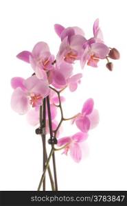 Closeup detail of pink orchid isolated on white background.