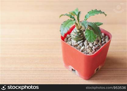 Closeup Dorstenia cactus species in small orange plastic pot on wooden plate with yellow sunlight through the window.
