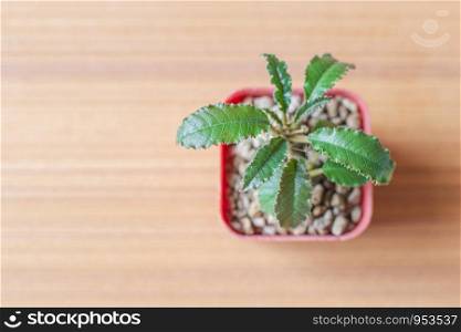 Closeup Dorstenia cactus species in small orange plastic pot on wooden plate with yellow sunlight through the window.