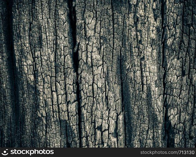 Closeup dried texture of dark brown bark for ues as background.