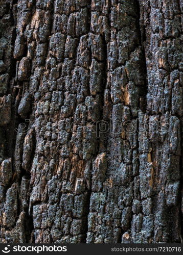 Closeup dried texture of dark brown bark for ues as background.