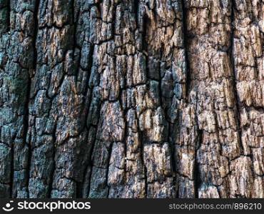 Closeup dried texture of dark brown bark for ues as background.