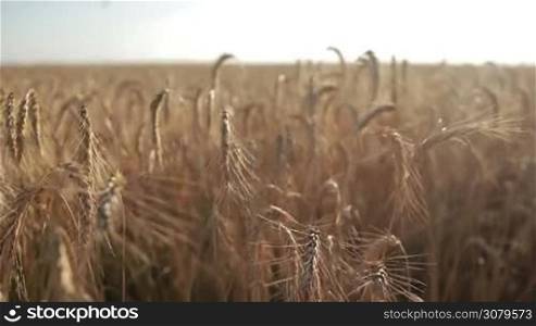 Closeup ears of golden wheat in rays of setting sun. The ripened spikes of wheat ready for harvestng in farm field. Agriculture, rich harvest and rural scenery concept. Slow motion. Steadicam stabilized shot.