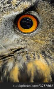 Closeup eye of Eurasian Eagle Owl