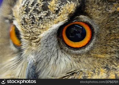Closeup eyes of Eurasian Eagle Owl