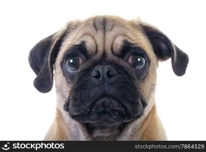 Closeup Face Headshot of Pug Dog Crying with Tear in Right Eye, studio shot over white background