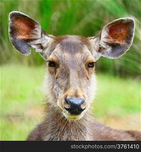 Closeup face of Deer (Muntiacus feai) in the jungle environment