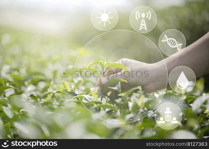 Closeup farmer hand with picking fresh tea leaves in natural organic green tea farm , Agricultural growing activity using technology application for smart farm system. the world and energy, ecology concept