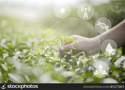Closeup farmer hand with picking fresh tea leaves in natural organic green tea farm , Agricultural growing activity using technology application for smart farm system. the world and energy, ecology concept