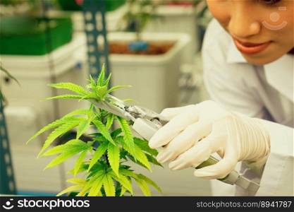 Closeup female scientist cutting, trimming gratifying young cannabis sativa plant leaf with secateurs in curative indoor farm. Cannabis for alternative medical concept.. Closeup female scientist cutting gratifying cannabis plant in curative farm.