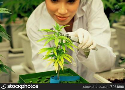 Closeup female scientist cutting, trimming gratifying young cannabis sativa plant leaf with secateurs in curative indoor farm. Cannabis for alternative medical concept.. Closeup female scientist cutting gratifying cannabis plant in curative farm.