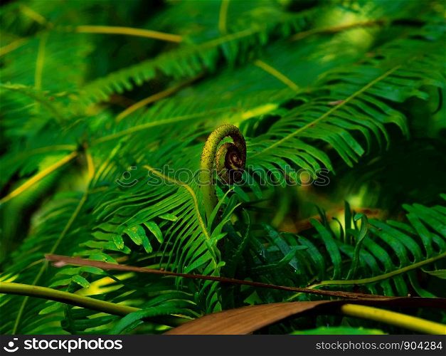 Closeup fern leaves in a tropical rain forest, Phetchaburi, Thailand for background