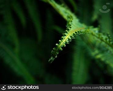 Closeup fern leaves in a tropical rain forest, Phetchaburi, Thailand for background