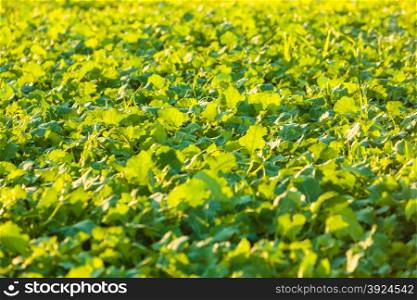 Closeup field with green plant in october time. Agriculture