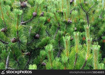 Closeup fir boughs and cones