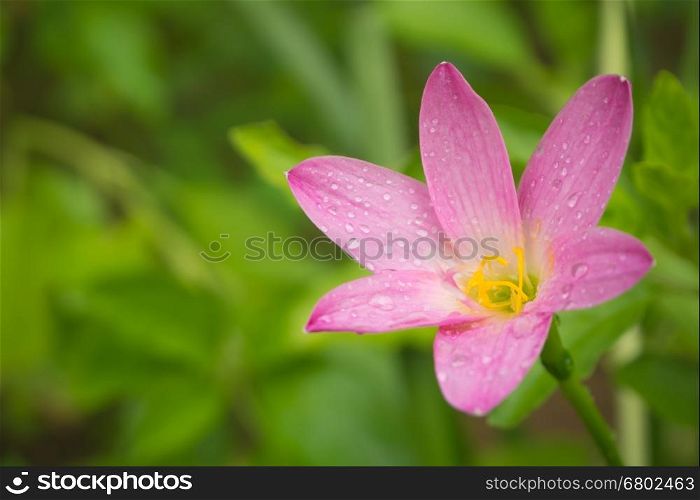 Closeup flower pink yellow pollen with water drop, Defocus background