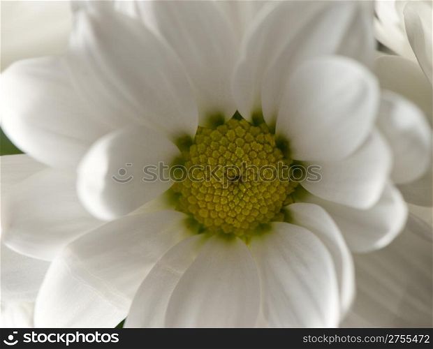 Closeup flower white chrysanthemums. Spring flowers