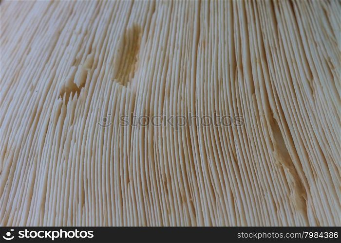 closeup fresh termite mushroom on timber in tropical forest