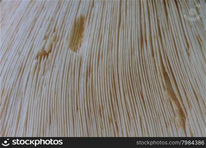 closeup fresh termite mushroom on timber in tropical forest