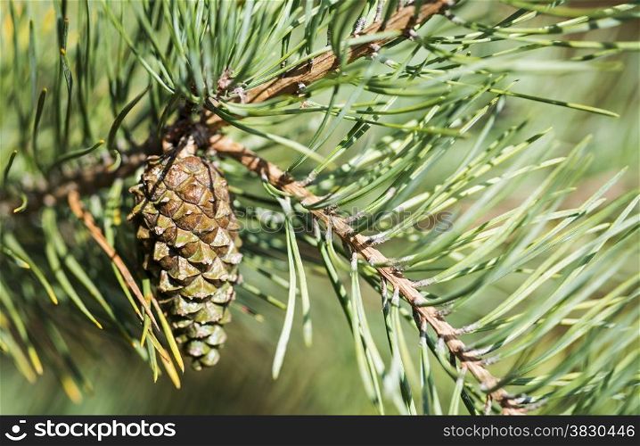 closeup from a pine cone in the tree