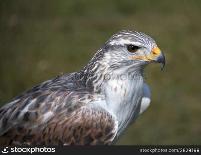 closeup from king buzzard with green background