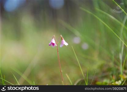 Closeup from low angle at shiny twinflowers by soft green background