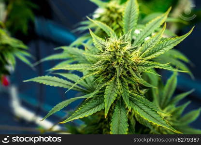 Closeup garden of cannabis plants with gratifying full grown buds ready to be harvested in curative indoor cannabis farm, grow facility. Beautiful highly detail of marijuana plant with bud, macro.
