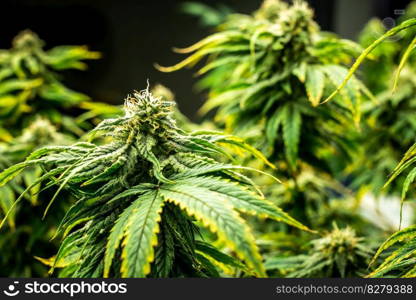 Closeup garden of cannabis plants with gratifying full grown buds ready to be harvested in curative indoor cannabis farm, grow facility. Beautiful highly detail of marijuana plant with bud, macro.