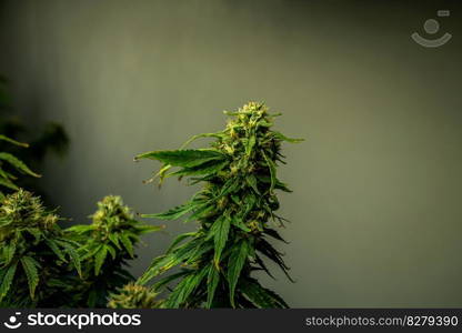 Closeup garden of cannabis plants with gratifying full grown buds ready to be harvested in curative indoor cannabis farm, grow facility. Beautiful highly detail of marijuana plant with bud, macro.