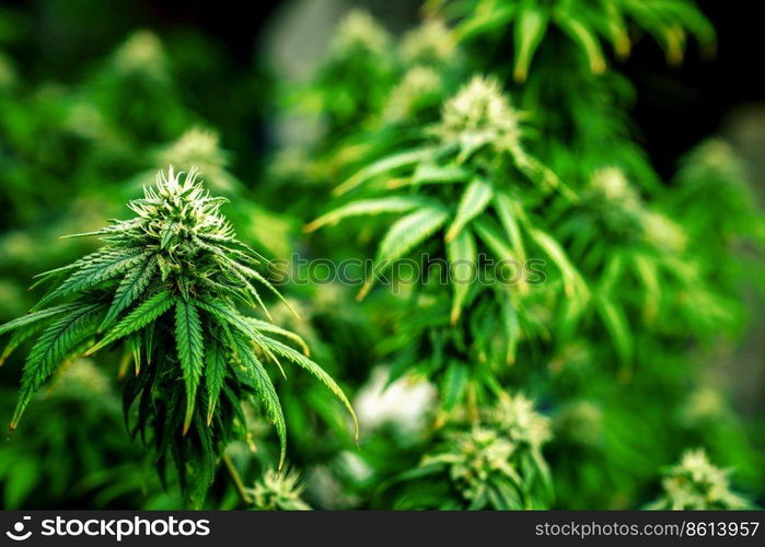 Closeup garden of cannabis plants with gratifying full grown buds ready to be harvested in curative indoor cannabis farm, grow facility. Beautiful highly detail of marijuana plant with bud, macro.. Closeup cannabis plants with gratifying full grown buds ready for harvested.